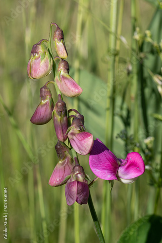 Lathyrus sylvestris - Flat pea - Gesse des bois-Gesse sauvage photo