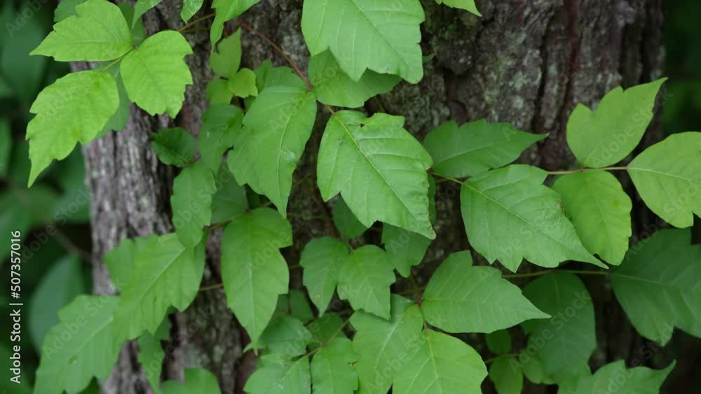 Slow Motion upward pan of poison ivy on tree