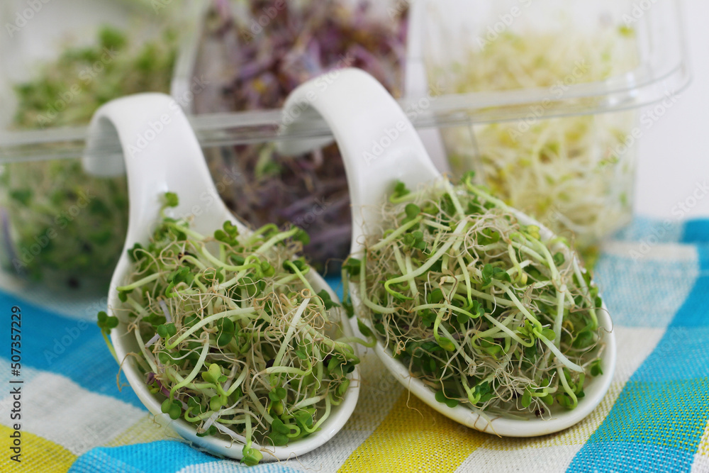 Alfalfa on white porcelain spoons leaning against plastic box, closeup