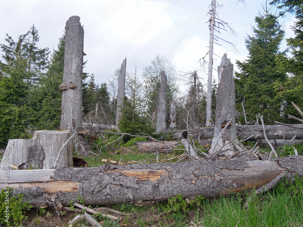 Tree dieback in the Harz National Park near the Brocken on the Achtermannshoehe in Lower Saxony.. Tree dieback in the Harz National Park near the Brocken on the Achtermannshoehe in Lower Saxony..