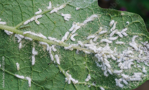 Eggplant leaves are affected by aphids. Brevicoryne brassicae, commonly known as the cabbage aphid and Myzus persicae.                                 photo