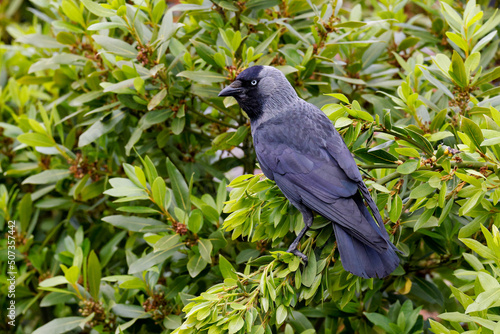 Western jackdaw on a branch