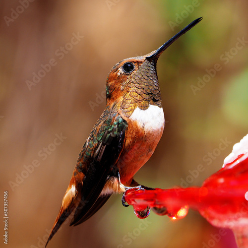 Photography hummingbird at feeder