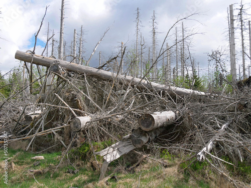 Tree dieback in the Harz National Park near the Brocken on the Achtermannshoehe in Lower Saxony.. photo