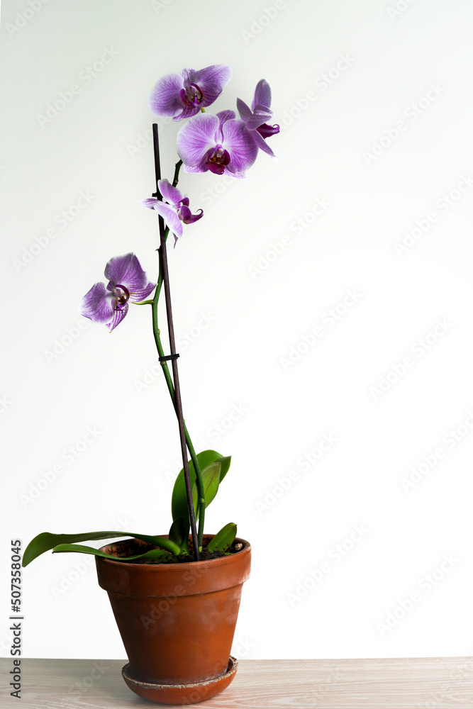 Fototapeta premium Purple orchid with flowers growing in a pot