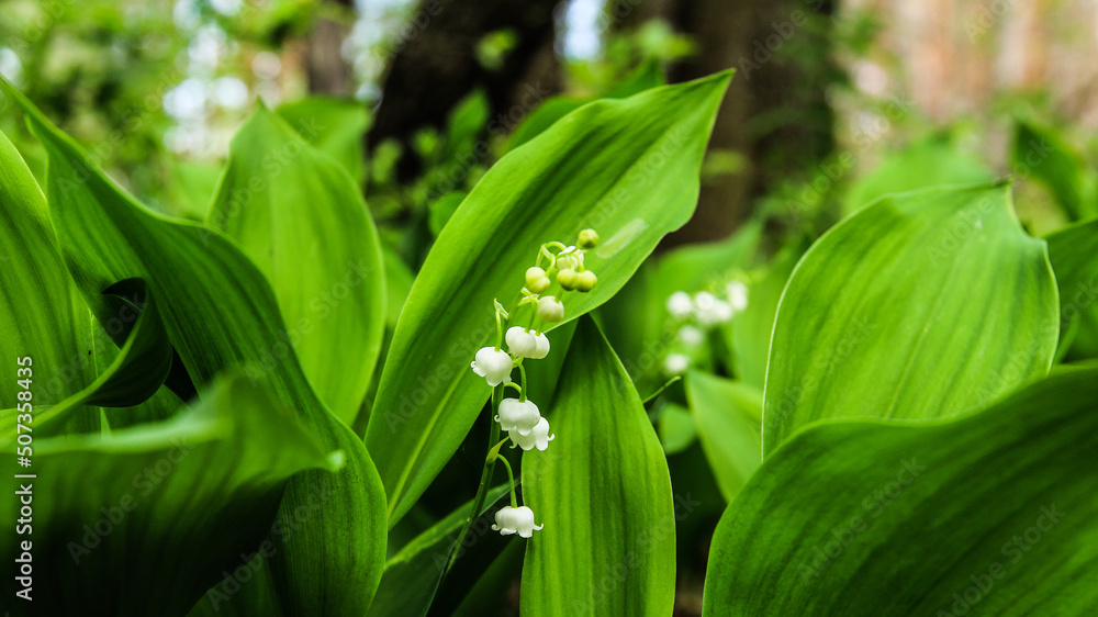 lily of the valley lily of the valley