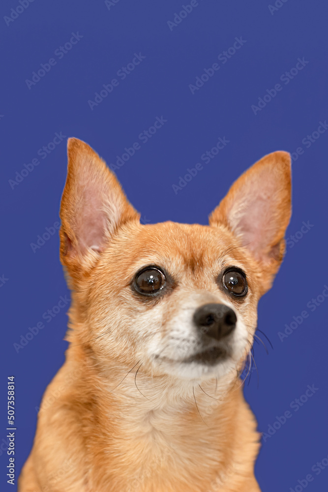 A terrier. Portrait of a thoroughbred dog on a blue background. Pets