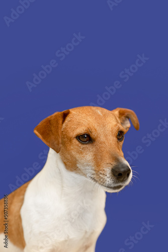 Jack Russell terrier. Portrait of a thoroughbred dog on a blue background. Pets