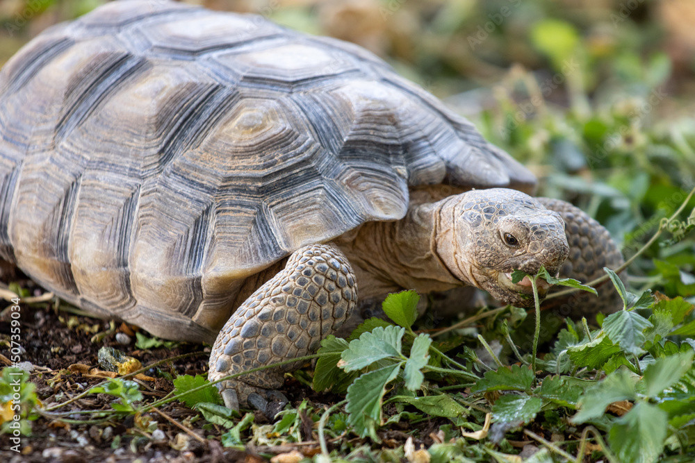 turtle on the grass turtle on the grass