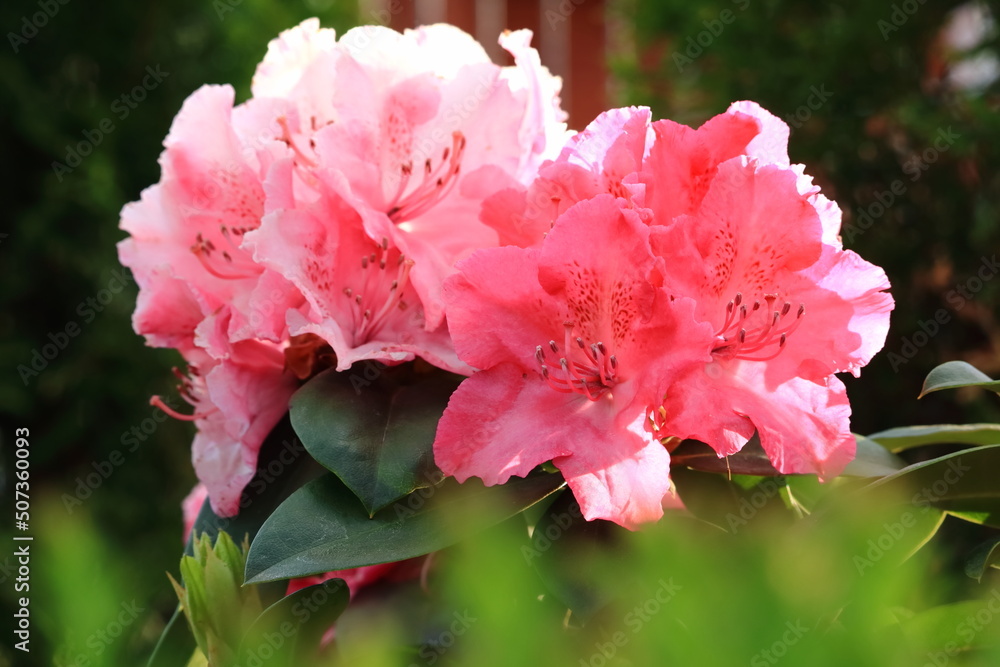 Obraz premium A beautiful bouquet of blooming rhododendron flowers. Piękny bukiet kwitnących kwiatów rododendronów.