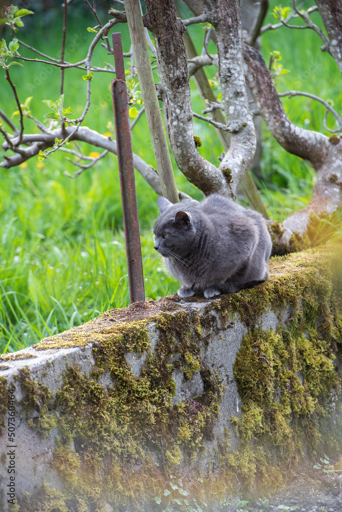 Fototapeta premium chat gris