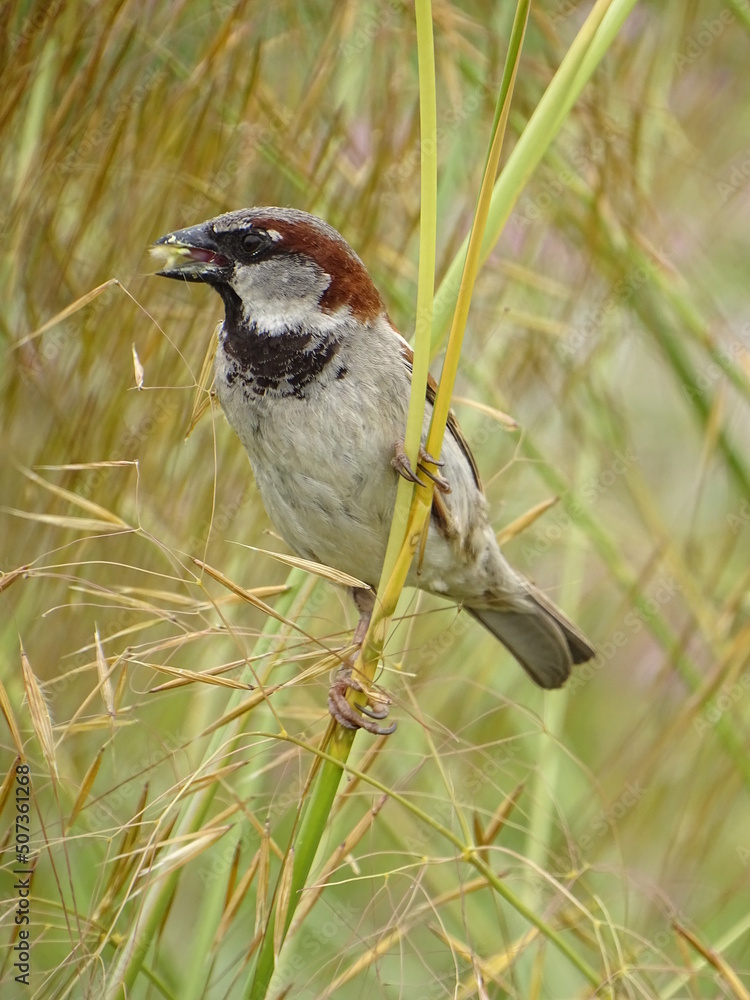 Obraz premium spotted woodpecker