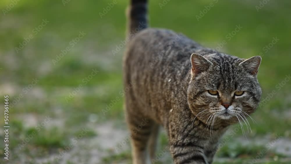 domestic british tabby cat walking on green grass in park. cute pet seriously looking in camera and meow on sunny day. purebred cat with short hair and long mustache and straight ears. domestic british tabby cat walking on green grass in park. cute pet seriously looking in camera and meow on sunny day. purebred cat with short hair and long mustache and straight ears.