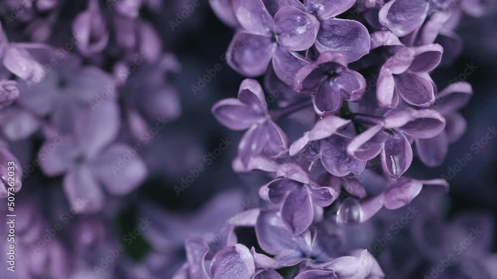 Beautiful Lilac flowers under rain. Nature backdrop. Water drops falls on spring flower. Floral romantic background. Branches of flowering blossoming lilac. Raining. Blooming flowers Syringa vulgaris. Beautiful Lilac flowers under rain. Nature backdrop. Water drops falls on spring flower. Floral romantic background. Branches of flowering blossoming lilac. Raining. Blooming flowers Syringa vulgaris.