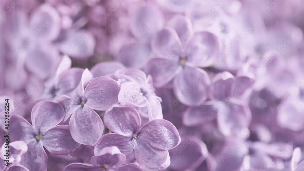Beautiful Lilac flowers under rain. Nature backdrop. Water drops falls on spring flower. Floral romantic background. Branches of flowering blossoming lilac. Raining. Blooming flowers Syringa vulgaris. Beautiful Lilac flowers under rain. Nature backdrop. Water drops falls on spring flower. Floral romantic background. Branches of flowering blossoming lilac. Raining. Blooming flowers Syringa vulgaris.