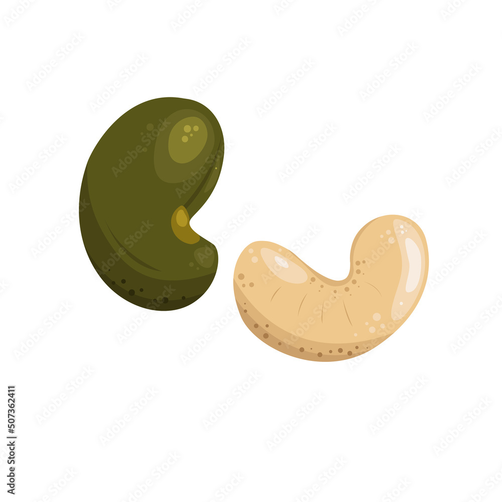 Cashew nuts illustration. Cashews in the shell and without. Useful natural product. Cashew nuts illustration. Cashews in the shell and without. Useful natural product.