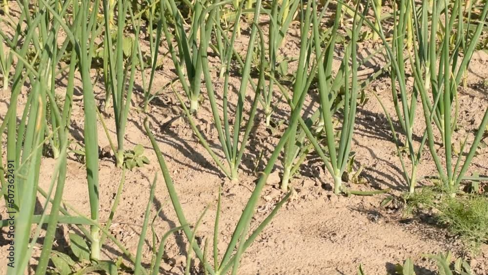 The wind shakes the green shoots of onions growing in the garden. The wind shakes the green shoots of onions growing in the garden.