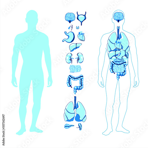 human figure torso full body of internal organs silhouette line art heart, liver, lungs, thyroid, kidneys, etc