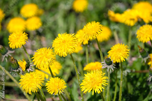 Blooming yellow dandelions on the field on bright sunny day closeup view