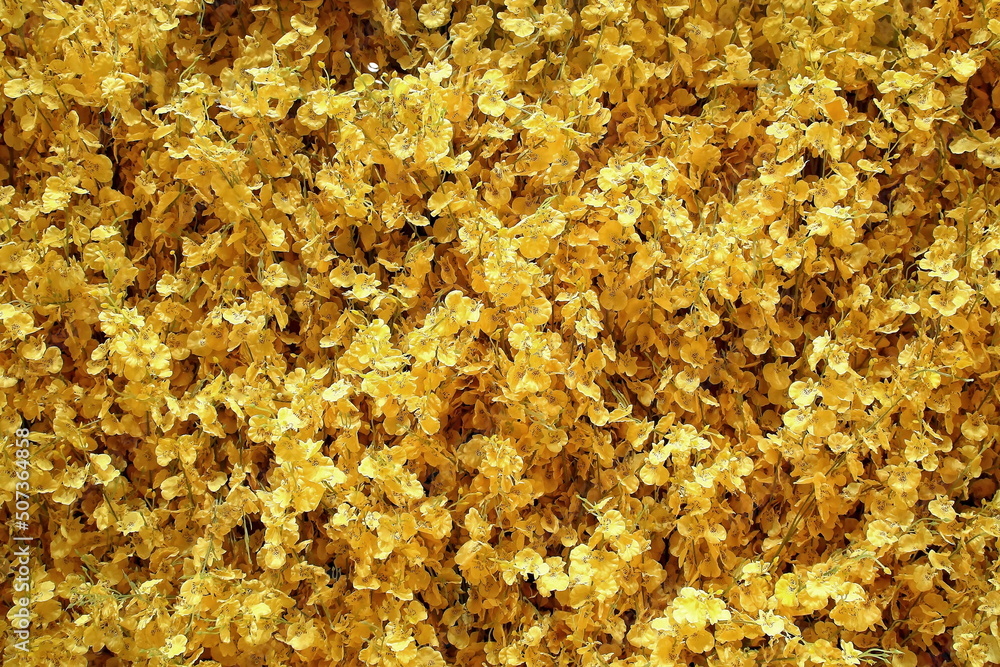texture of beautiful little yellow flowers texture of beautiful little yellow flowers