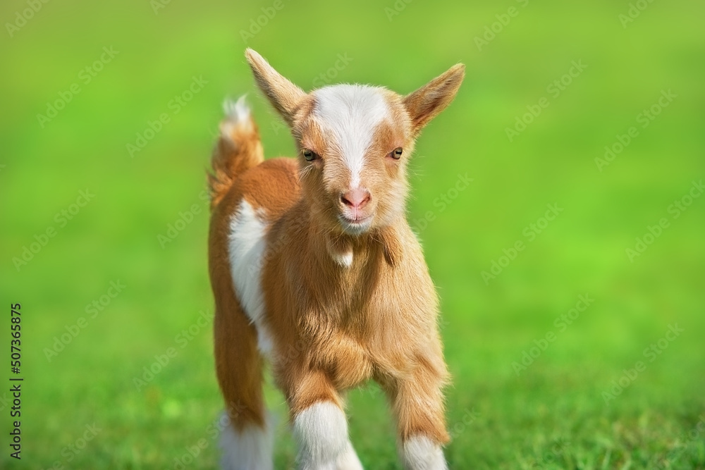 Beautiful goat baby Beautiful goat baby