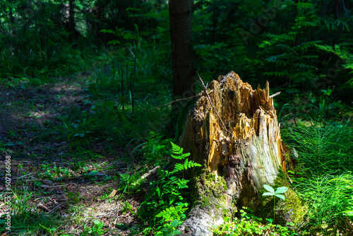 An old rotten stump lit by the sun's rays in a clearing in the forest