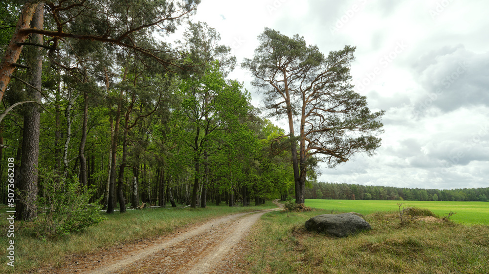Obraz premium Müritz Nationalpark