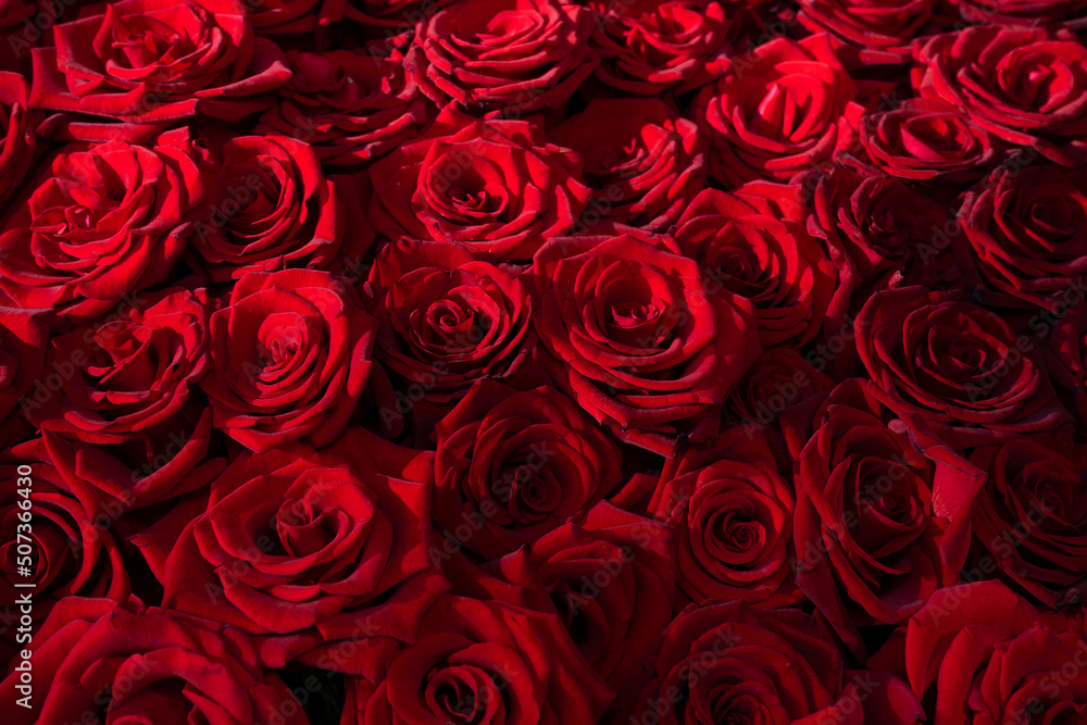 Many blooming red roses with romantic lighting Many blooming red roses with romantic lighting