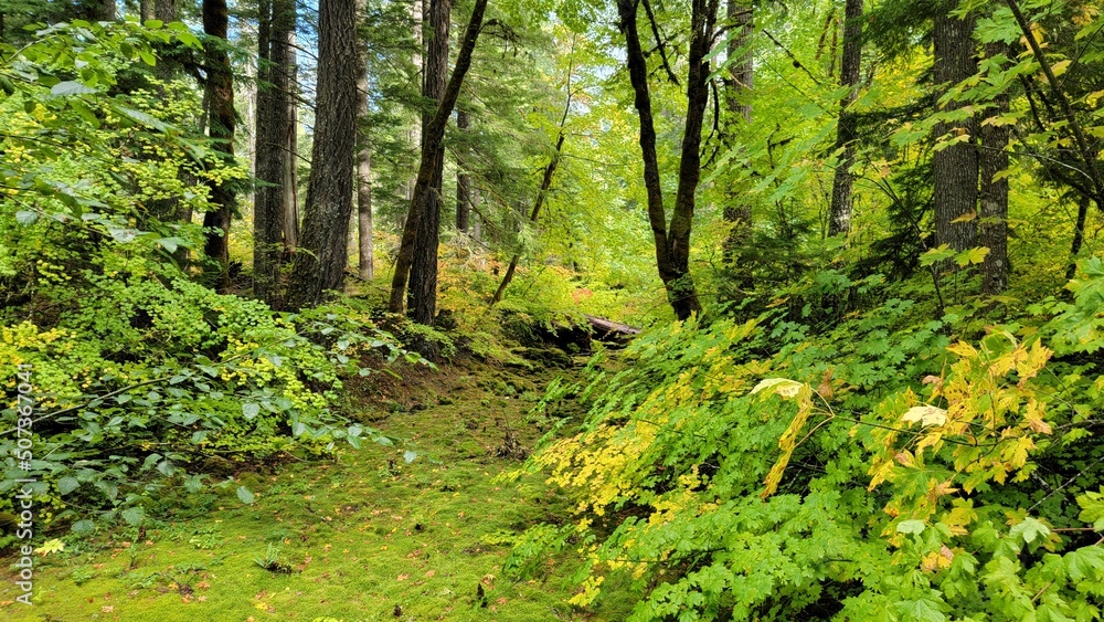 forest in the morning forest in the morning