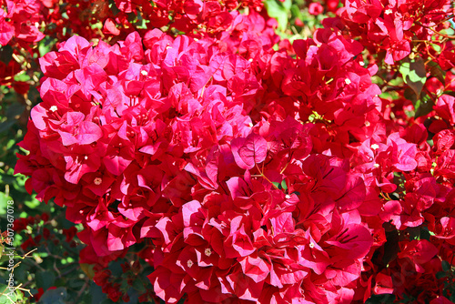 Red and pink bourgainvillea in bloom, close-up photo