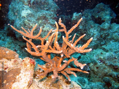 Hard corals of the red sea