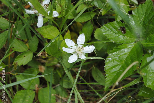 Swamp dewberry with white flowers appropriately in the morning dew. Also known as bristly dewberry, Latin name Rubus hispidus. 