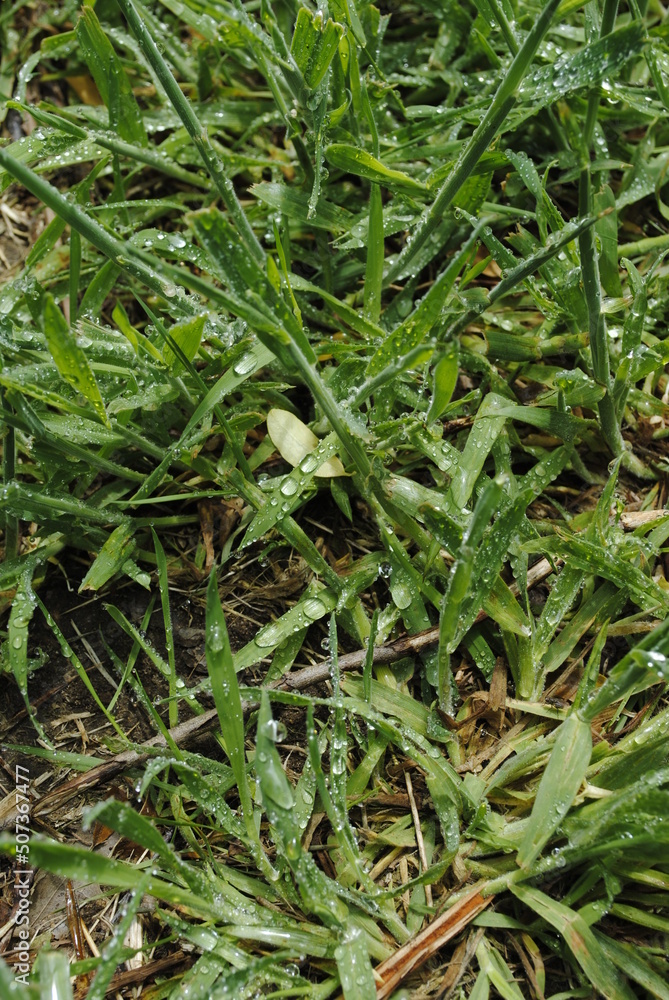 Dew drops on bright green grass close up macro in focus Dew drops on bright green grass close up macro in focus