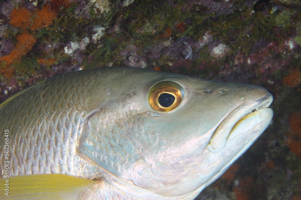 snapper close up on a reef of bonaire dutch caribbean snapper close up on a reef of bonaire dutch caribbean