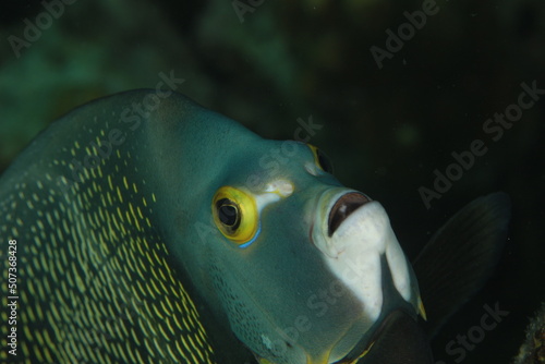French angel fish close up on a reef of bonaire dutch caribbean  photo