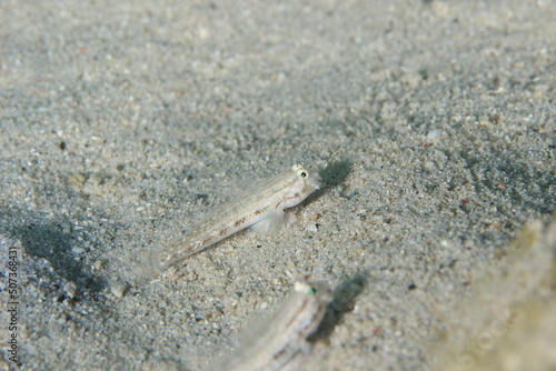 fish in the sand on a scuba dive bonaire dutch caribbean 