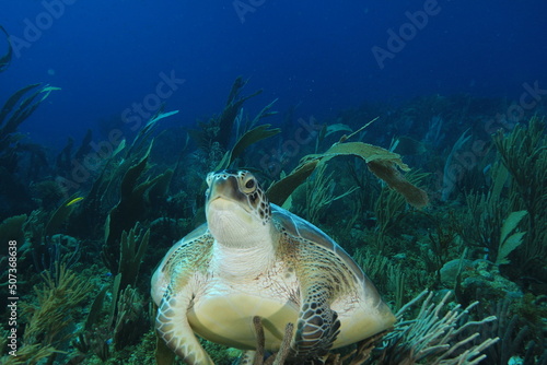 Wallpaper Mural green sea turtle und a coral sleeping in blue water bonaire dutch Caribbean Torontodigital.ca