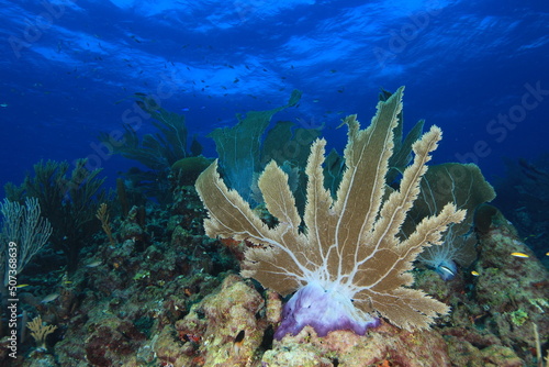 reef coral block in white sand and blue water on a reef of bonaire dutch caribbean