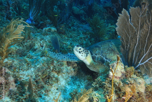 green sea turtle und a coral sleeping in blue water bonaire dutch Caribbean