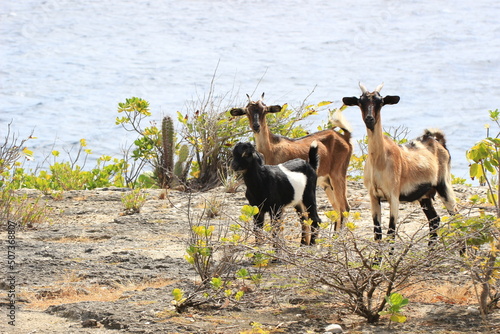 wild goats with the ocean on bonaire dutch caribbean  photo