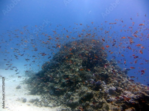 Fototapeta Naklejka Na Ścianę i Meble -  red sea fish and coral reef