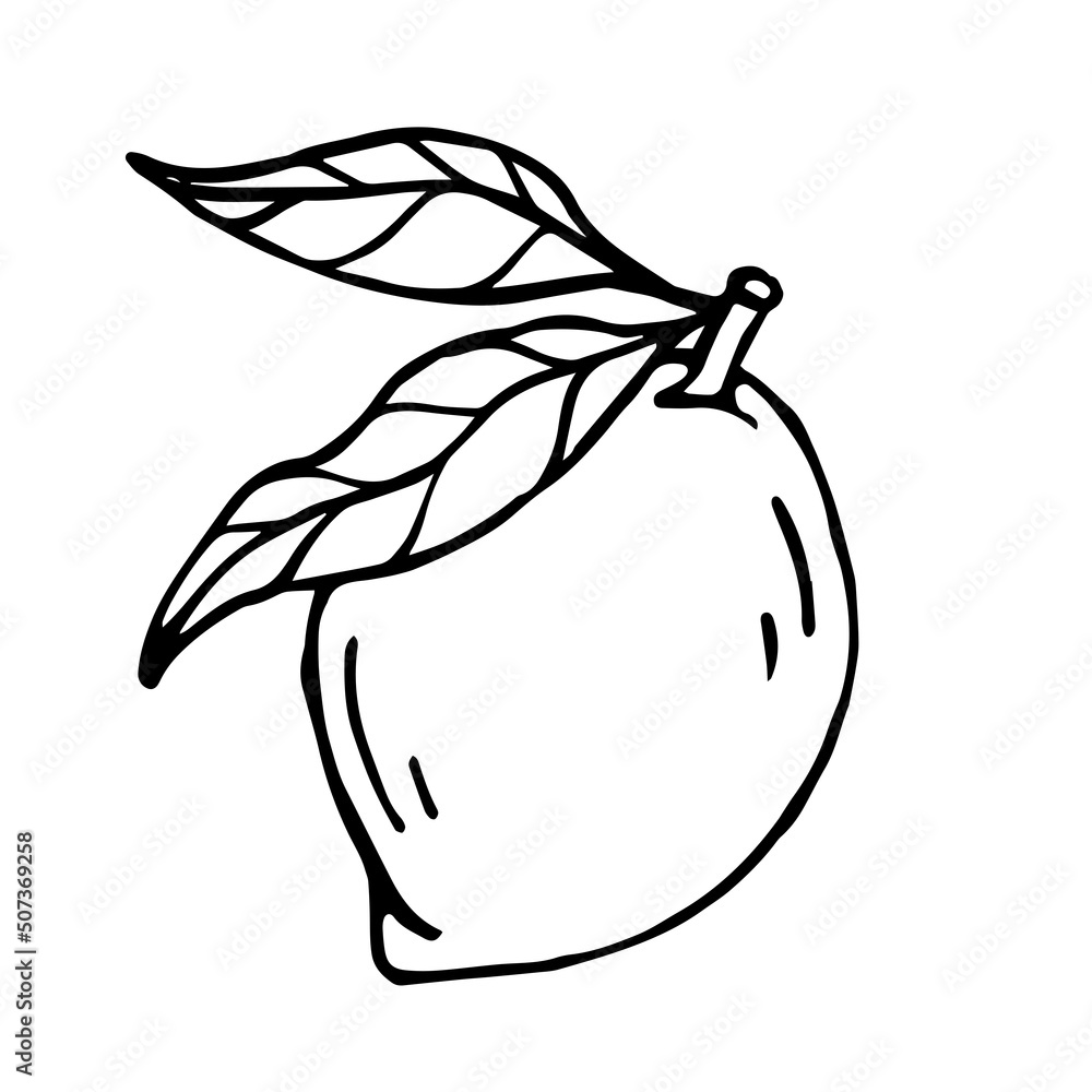 Linear sketch of citrus fruit lemon.Vector graphic. Linear sketch of citrus fruit lemon.Vector graphic.
