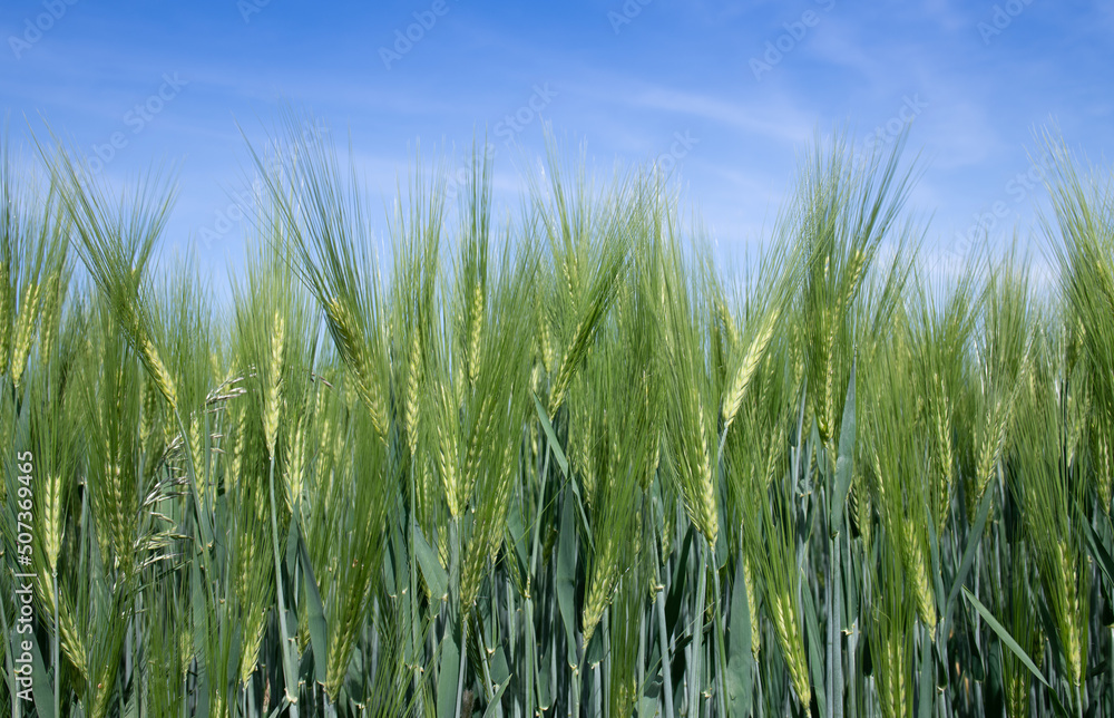 Green crops grow in the field. In the background the blue sky with white delicate clouds. You can see the stalks of barley and the seeds. Green crops grow in the field. In the background the blue sky with white delicate clouds. You can see the stalks of barley and the seeds.