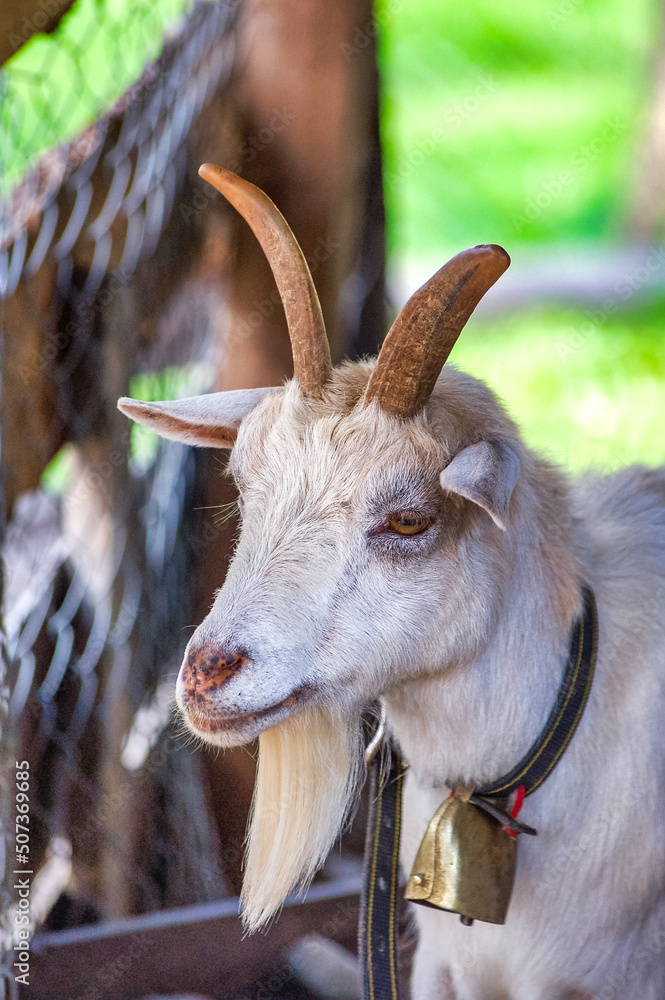 Fototapeta premium Chèvre