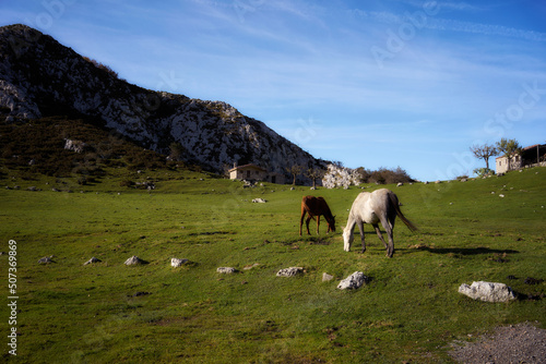 Landscape of the Lakes of Covadonga with horses and blue sky