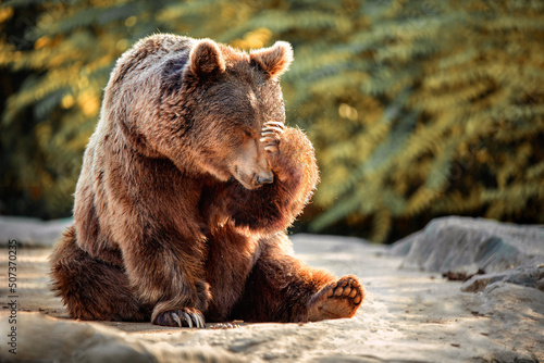 bear sitting with his paw on his head as if in despair. concept emotions