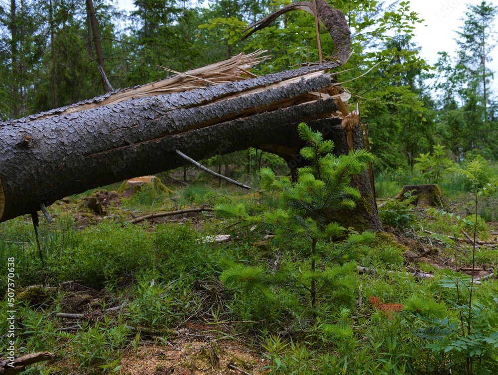 old tree that was destroyed by a storm and a young tree growing just in front of it - forest regeneration
old tree that was destroyed by a storm and a young tree growing just in front of it - forest regeneration
