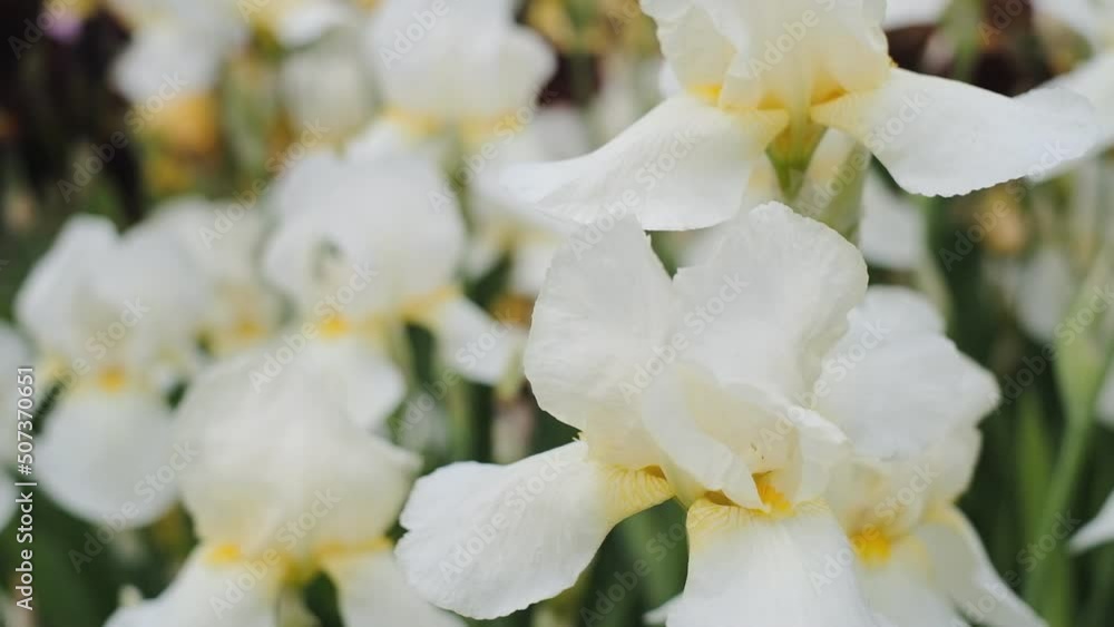In spring, white irises bloomed in the garden. Commercial cultivation of irises. In spring, white irises bloomed in the garden. Commercial cultivation of irises.