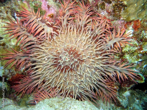 hard and soft corals of the red sea, crown starfish
