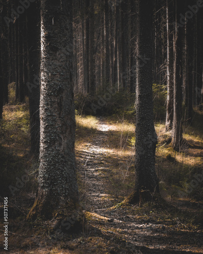 forest